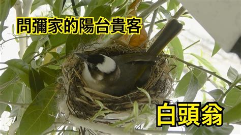 白頭翁築巢徵兆|白頭鵯